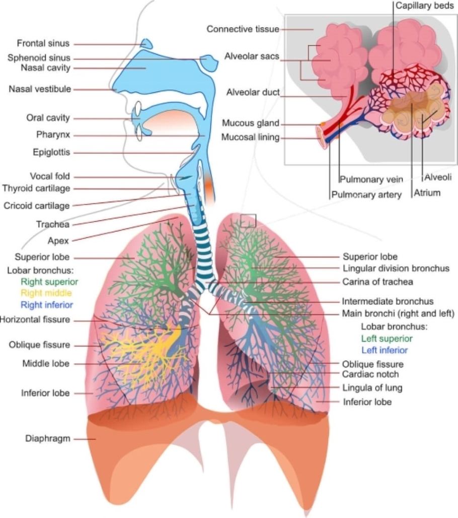 Labeled diagram of the human lungs and respiratory system.