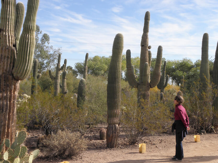 In this image, a woman stands on a desert trail gazing up at a towering grove of saguaro cacti, which rise dramatically from the sandy ground.