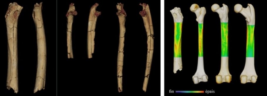 Figure 1. Left: 3D models of the postcranial material of Sahelanthropus tchadensis. From left to right: the femur, in posterior and medial view; the right and left ulnae, in anterior and lateral view. Right: Example of analysis performed to interpret the locomotor mode of Sahelanthropus tchadensis. 3D cortical thickness variation map for the femurs of (from left to right) Sahelanthropus, an extant human, a chimpanzee, and a gorilla (in posterior view). This analysis enables us to understand the variations of mechanical constraints on the femur and interpret these constraints in locomotor mode - Image Credit: Franck Guy / PALEVOPRIM / CNRS - University of Poitiers.