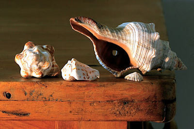 Side view of three sea shells on a wooden table top.