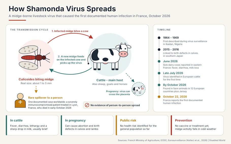 This wide infographic on a light cream background is titled How Shamonda Virus Spreads, with a subtitle explaining that it is a midge-borne livestock virus that caused the first documented human infection in France in October 2026.