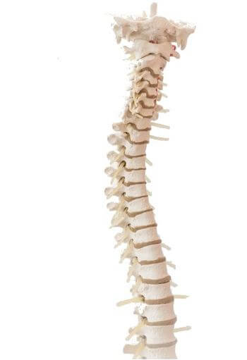 Demonstration training model of the human spine showing all the vertebra.