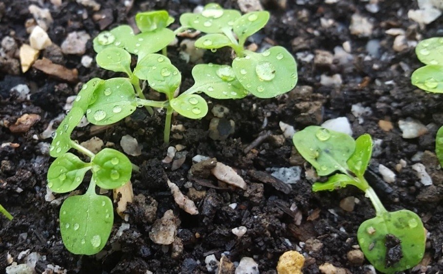 Green sprouting seedlings - Image Credit: Jasmin Peschke.
