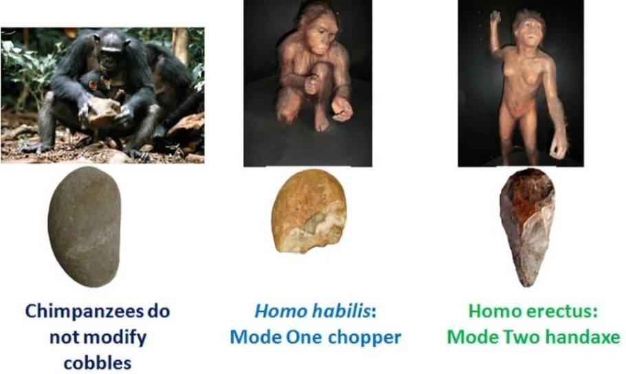Chimpanzees use cobbles to break nuts, but they do not modify them. Homo habilis was one of the earliest hominin species that intentionally changed cobbles to manufacture the crude Mode One choppers. Homo habilis could only break out large flakes from a cobble; the voluntary control of its mental template was relatively crude. Homo erectus, on the other hand, could break off much smaller fragments and produce the fine, symmetrical Mode Two hand axes. Therefore, Homo erectus was most likely capable of finer voluntary control of its mental template - Image Credit: Andrey Vyshedskiy.