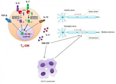 A new type of T cell, TH-GM, produces a cytokine, GM-CSF, to recruit and activate other inflammatory cells, including macrophages, to cause neuroinflammation, demyelination and nerve system damage.