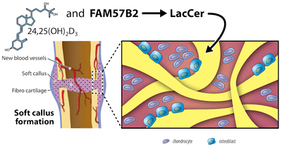 Diagram of the biological process