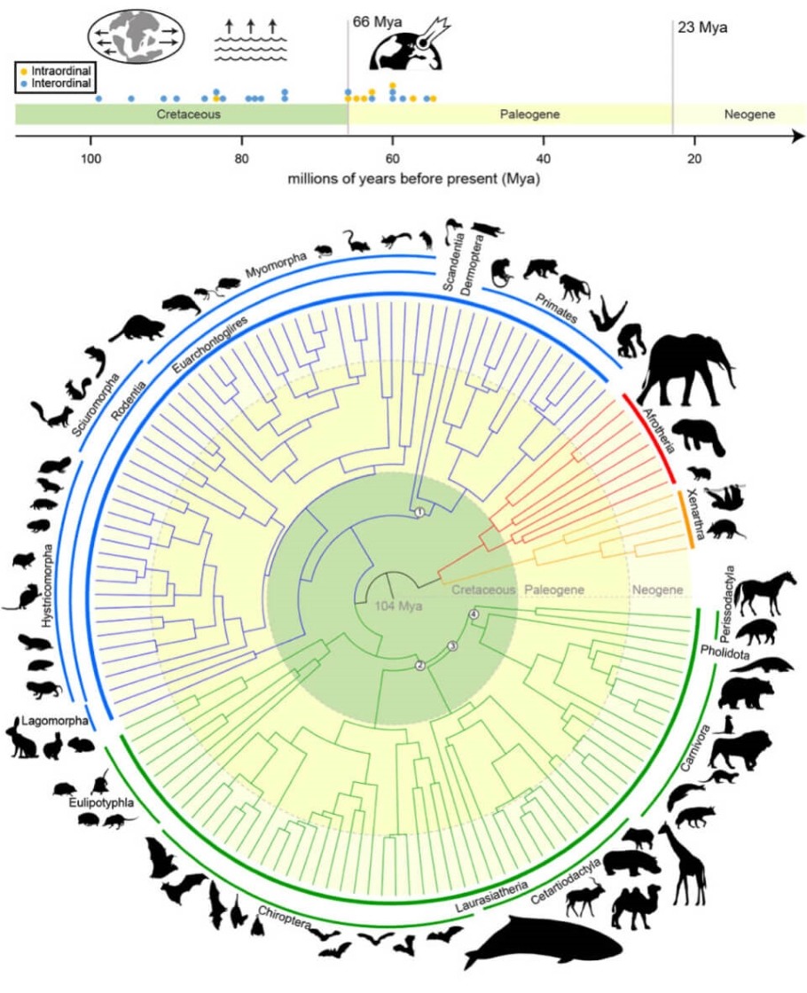 Research has produced the world's largest mammalian phylogenetic tree to date. The 'mammalian tree of life' maps out the evolution of mammals over more than 100 million years and is crucial to the goals of the Zoonomia Project - Image Credit: Texas A&M University.