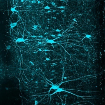 V2a neurons (smaller, faint blue) in the lumbar region of the spinal cord, shown alongside motor neurons (larger, bright blue) - Image Credit: Salk Institute.