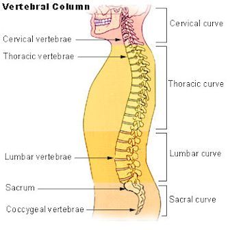 Vertebral spinal column diagram