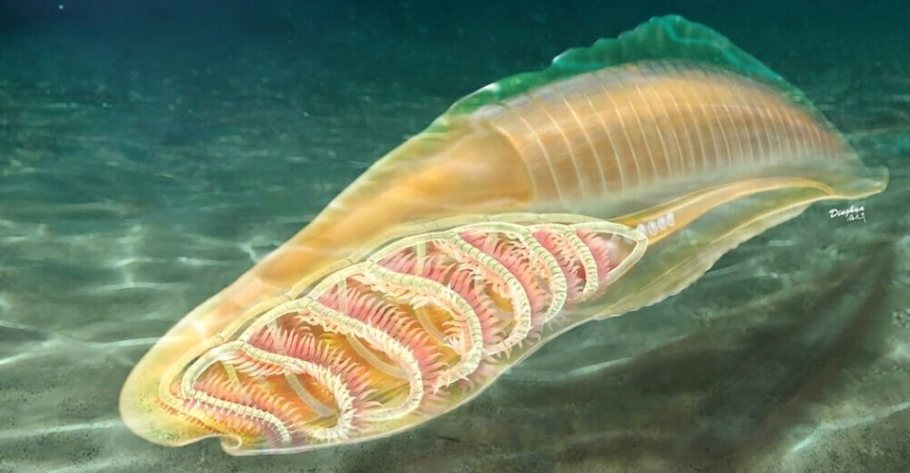 Artistic reconstruction of the yunnanozoan from the Cambrian Chengjiang biota shows basket-like pharyngeal skeletons - Image  Credit: YANG Dinghua.