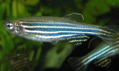 An adult female zebrafish